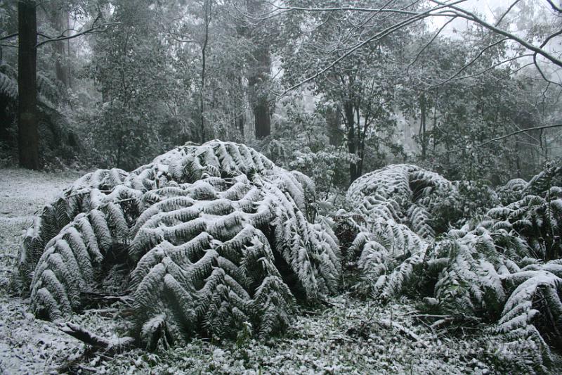 Snow on tree ferns, Sassafras IMG_7651.JPG